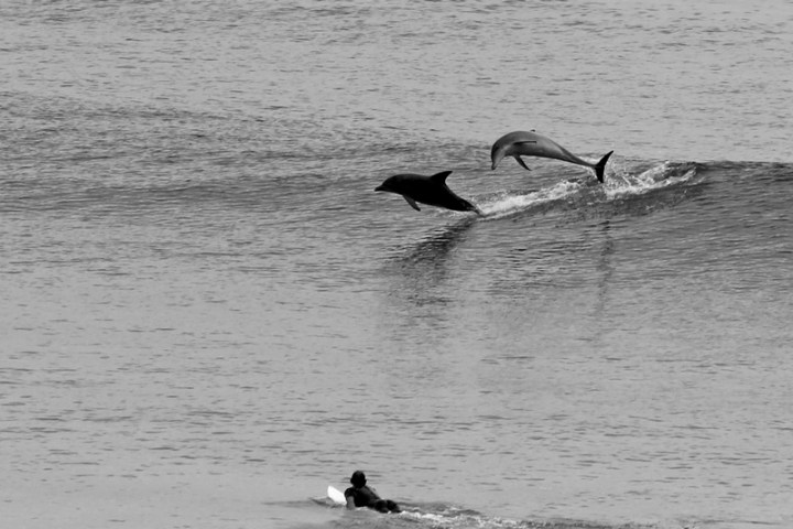 a dog swimming in a body of water