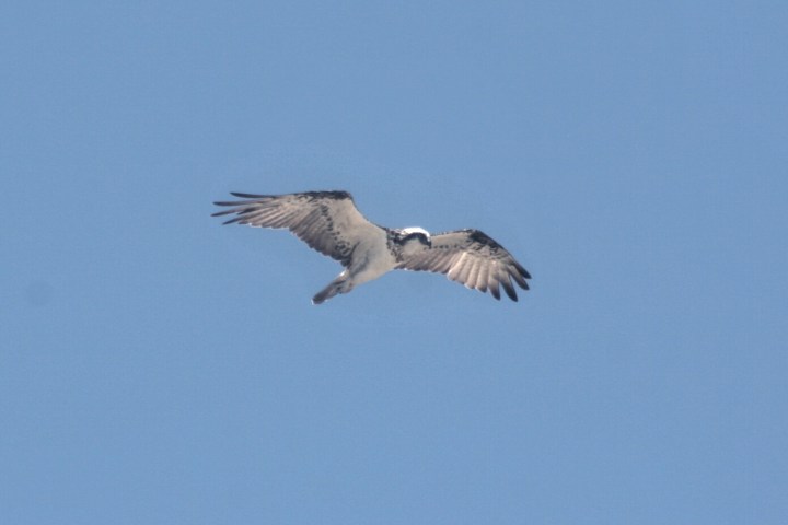 a bird flying in the air