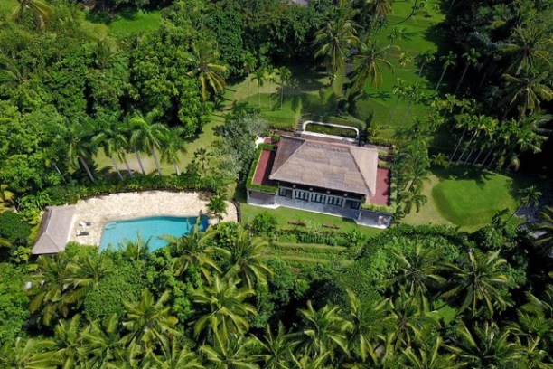 a large green tree in a garden