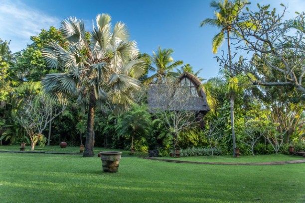 a palm tree in a park
