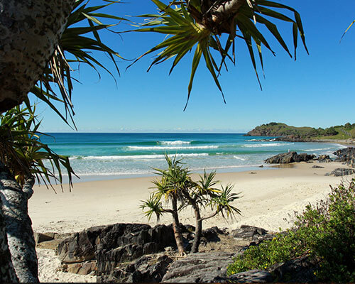 a beach with a palm tree