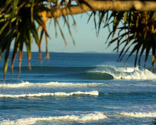 a group of palm trees next to a body of water
