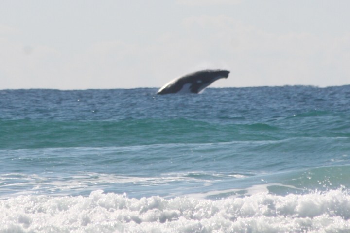 a bird flying over a body of water