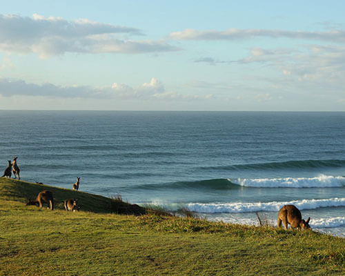 a herd of cattle walking across a beach next to the ocean