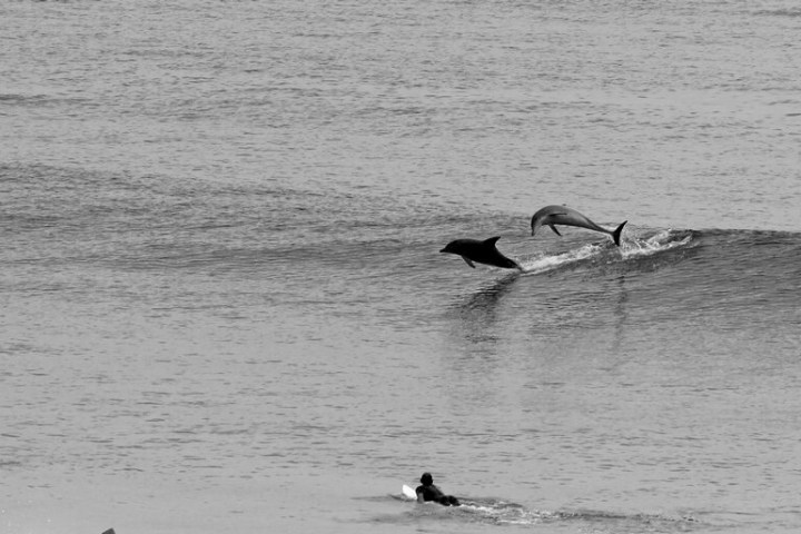 a dog swimming in a body of water